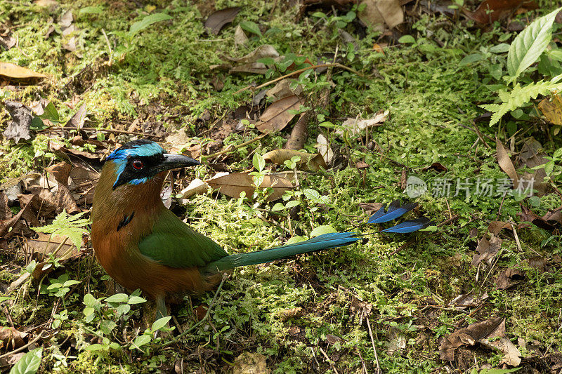 Trinidad Motmot, Momotus bahamensis，在地面上。多巴哥。